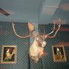 Lawsuit Over Loose Moose Abuse at White Slab Palace!